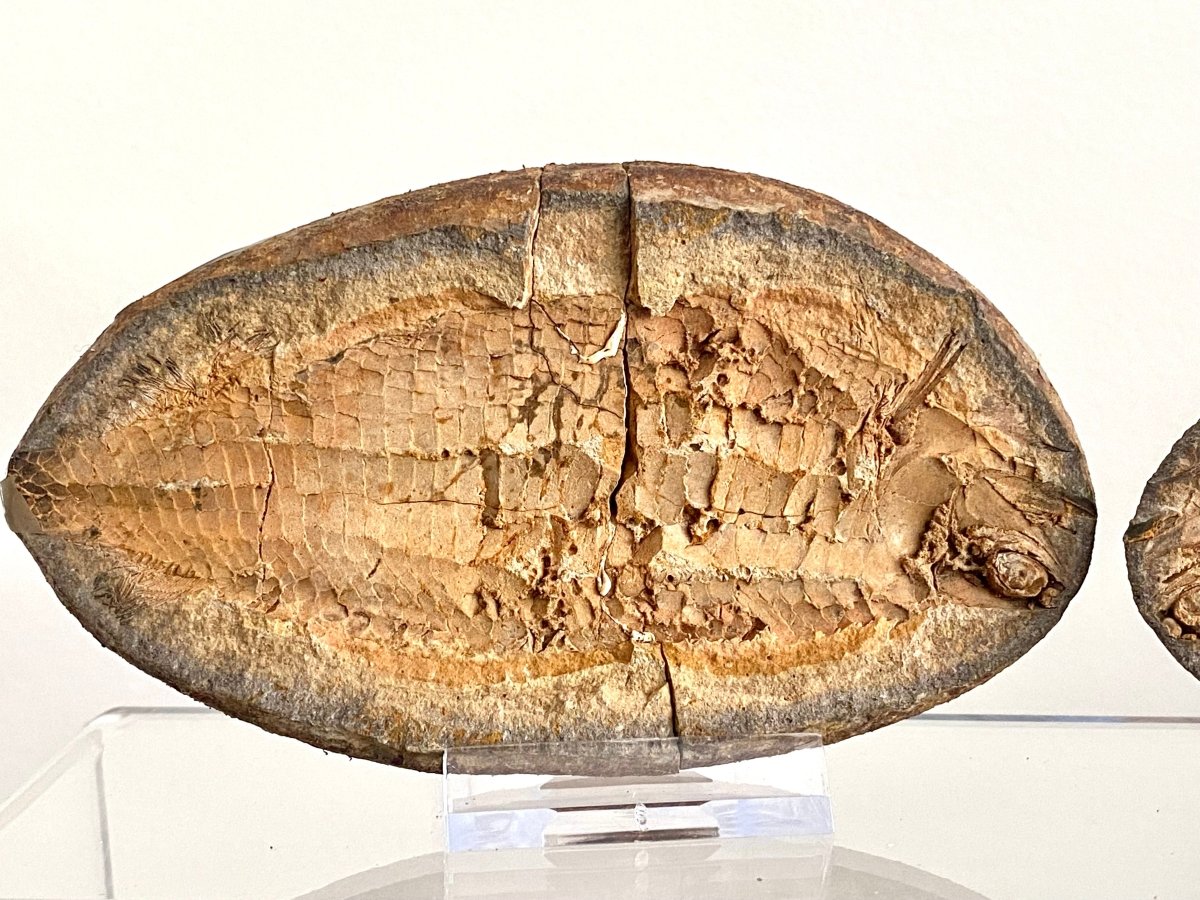 Triassic Fossil Fish In Nodule from Madagascar, Positive & negative (4.67") - FossilsAndMore