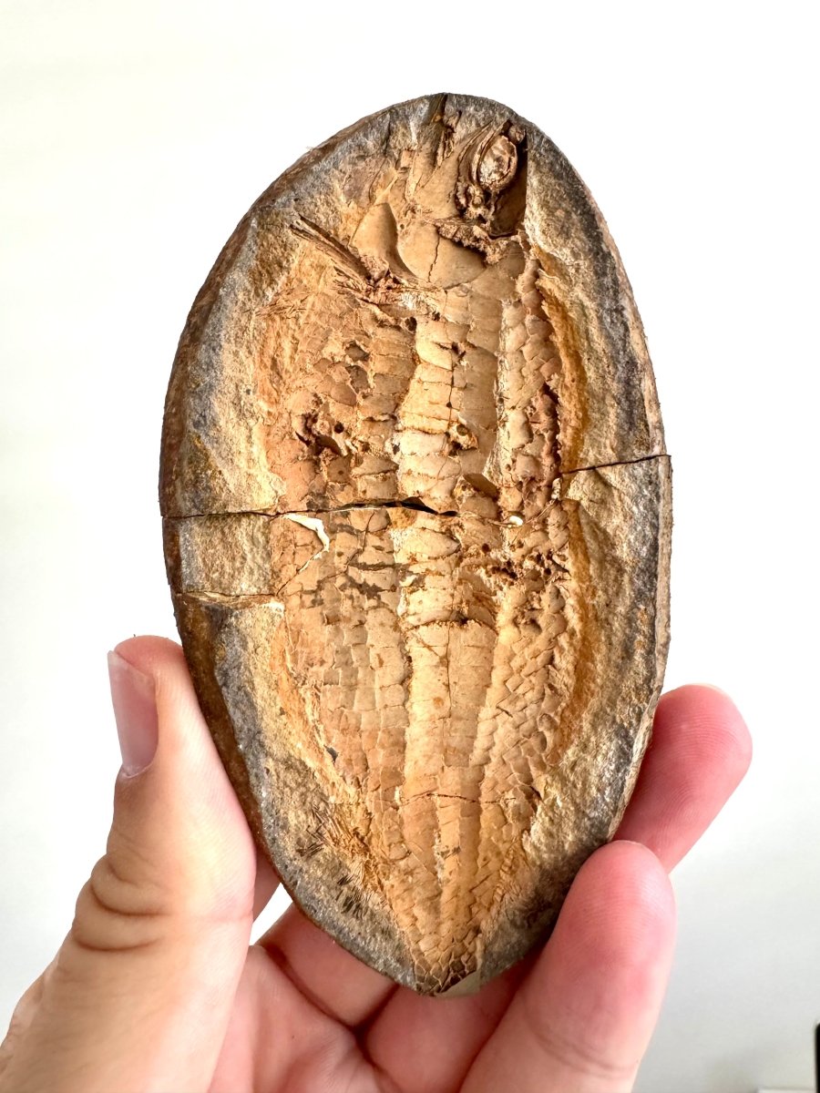 Triassic Fossil Fish In Nodule from Madagascar, Positive & negative (4.67") - FossilsAndMore