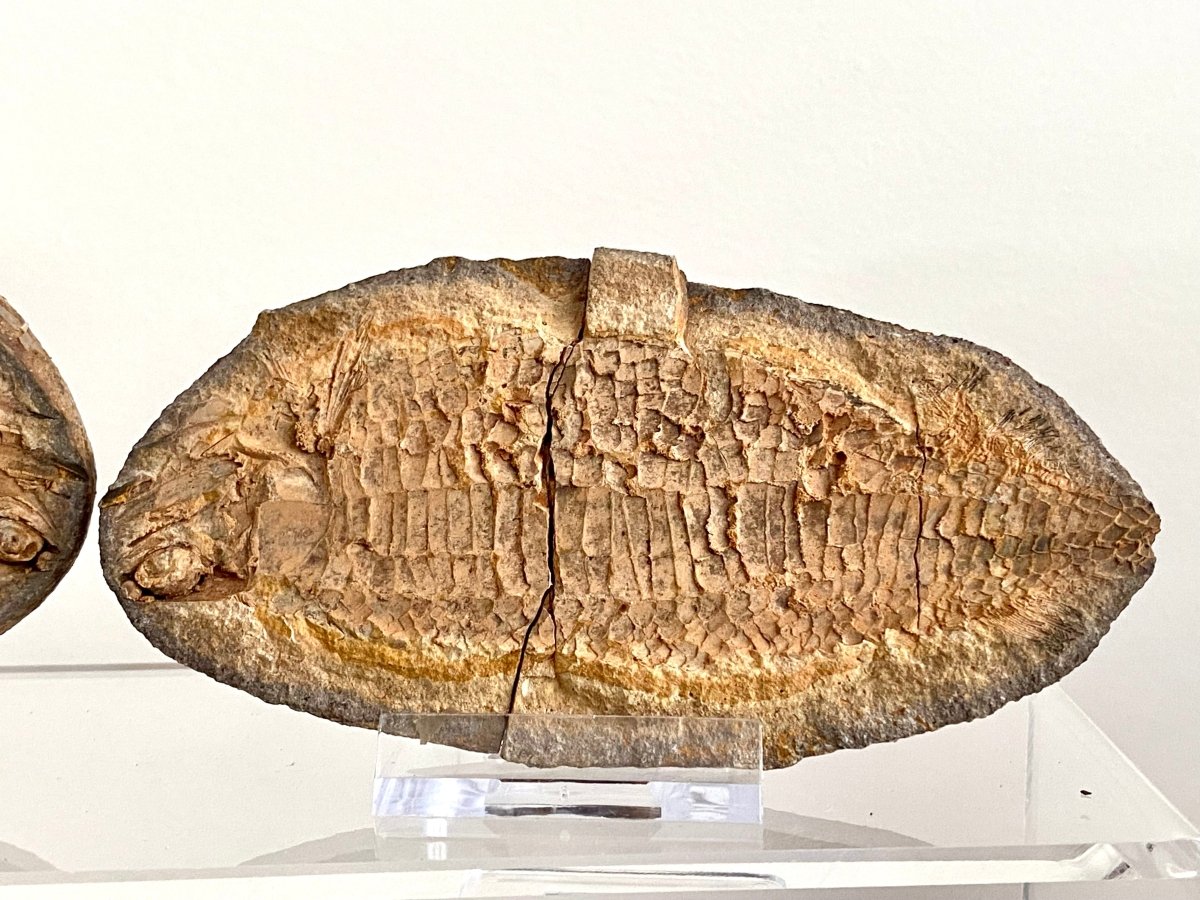 Triassic Fossil Fish In Nodule from Madagascar, Positive & negative (4.67") - FossilsAndMore