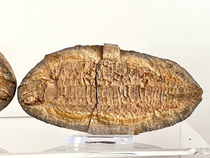 Triassic Fossil Fish In Nodule from Madagascar, Positive & negative (4.67") - FossilsAndMore