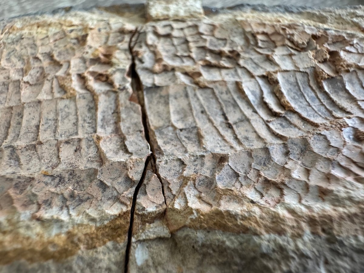 Triassic Fossil Fish In Nodule from Madagascar, Positive & negative (4.67") - FossilsAndMore