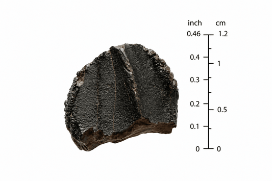 Triceratops Fossil Crown Fragment | 0.46" - FossilsAndMore
