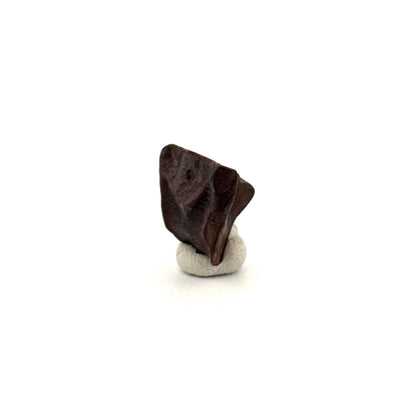 Triceratops Fossil Spitter Tooth Fragment (0.50") - Cretaceous, Hell Creek Formation (USA) - FossilsAndMore