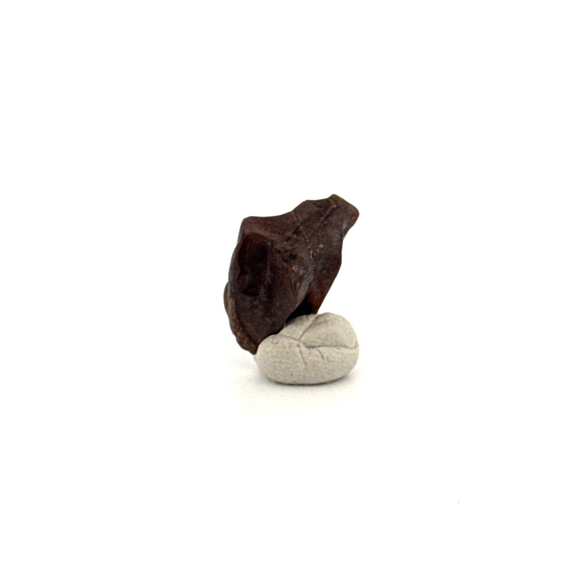 Triceratops Fossil Spitter Tooth Fragment (0.50") - Cretaceous, Hell Creek Formation (USA) - FossilsAndMore