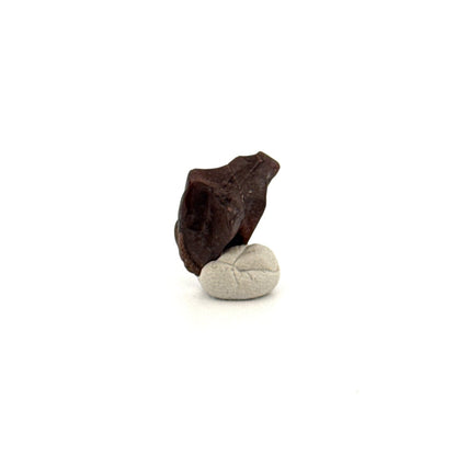 Triceratops Fossil Spitter Tooth Fragment (0.50") - Cretaceous, Hell Creek Formation (USA) - FossilsAndMore