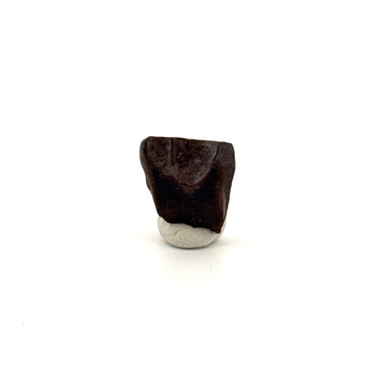 Triceratops Fossil Spitter Tooth Fragment (0.50") - Cretaceous, Hell Creek Formation (USA) - FossilsAndMore