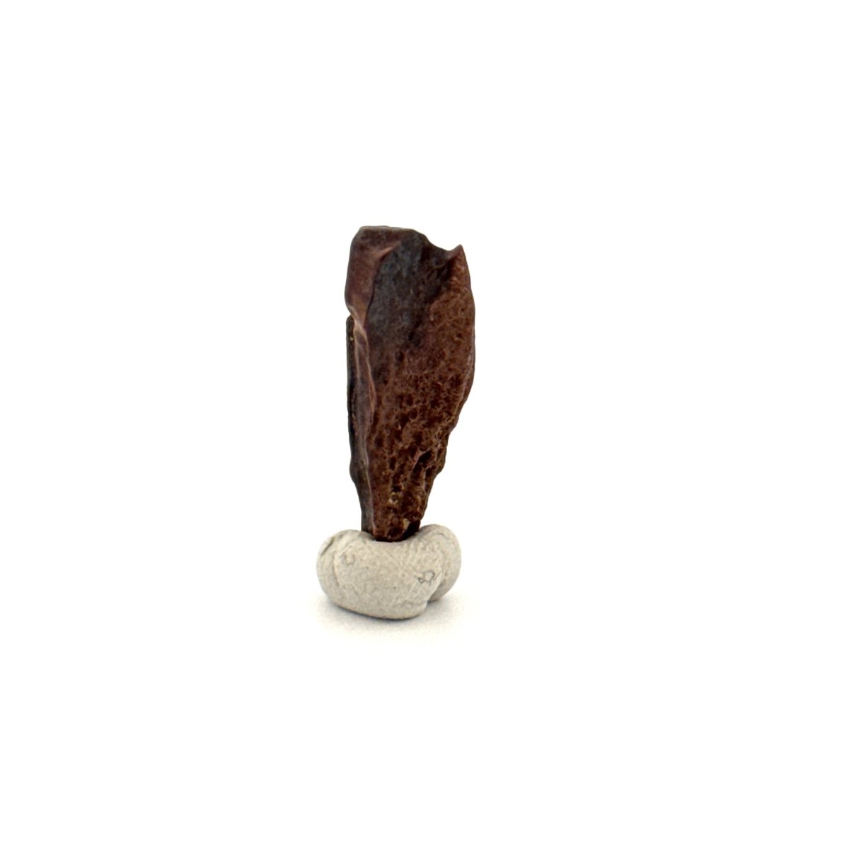 Triceratops Fossil Spitter Tooth Fragment (0.90") - Cretaceous, Hell Creek Formation (USA) - FossilsAndMore