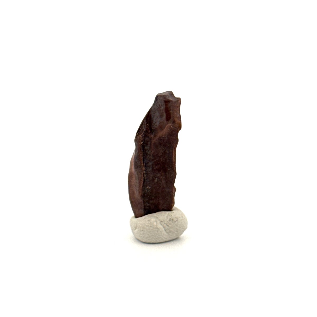 Triceratops Fossil Spitter Tooth Fragment (0.90") - Cretaceous, Hell Creek Formation (USA) - FossilsAndMore