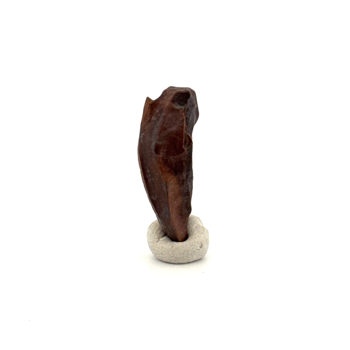 Triceratops Fossil Spitter Tooth Fragment (0.90") - Cretaceous, Hell Creek Formation (USA) - FossilsAndMore