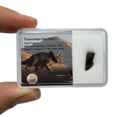 Triceratops Fossil Spitter Tooth Fragment from Hell Creek Formation in Gift Box - FossilsAndMore