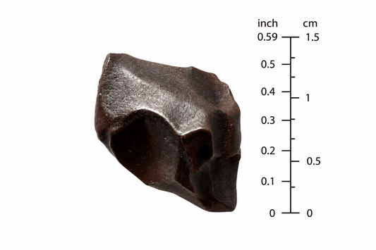 Triceratops Fossil Tooth Fragment | 0.59" - FossilsAndMore