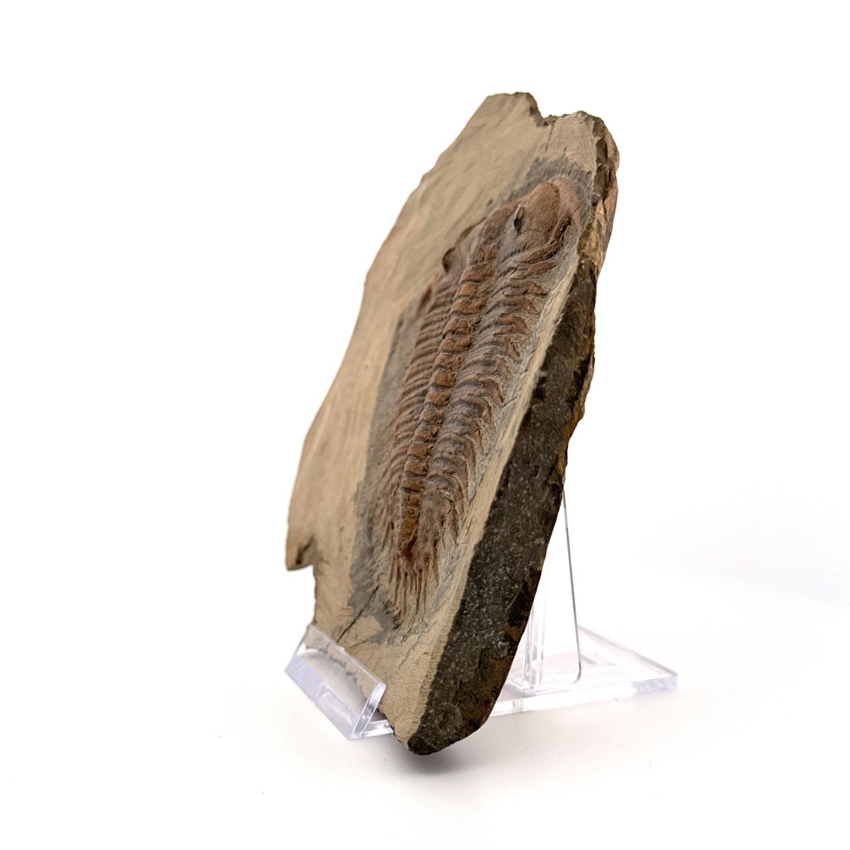 Trilobite fossil, Damesella Paronai (3.50"), Cambrian period, China - FossilsAndMore
