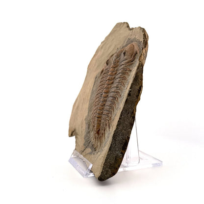 Trilobite fossil, Damesella Paronai (3.50"), Cambrian period, China - FossilsAndMore