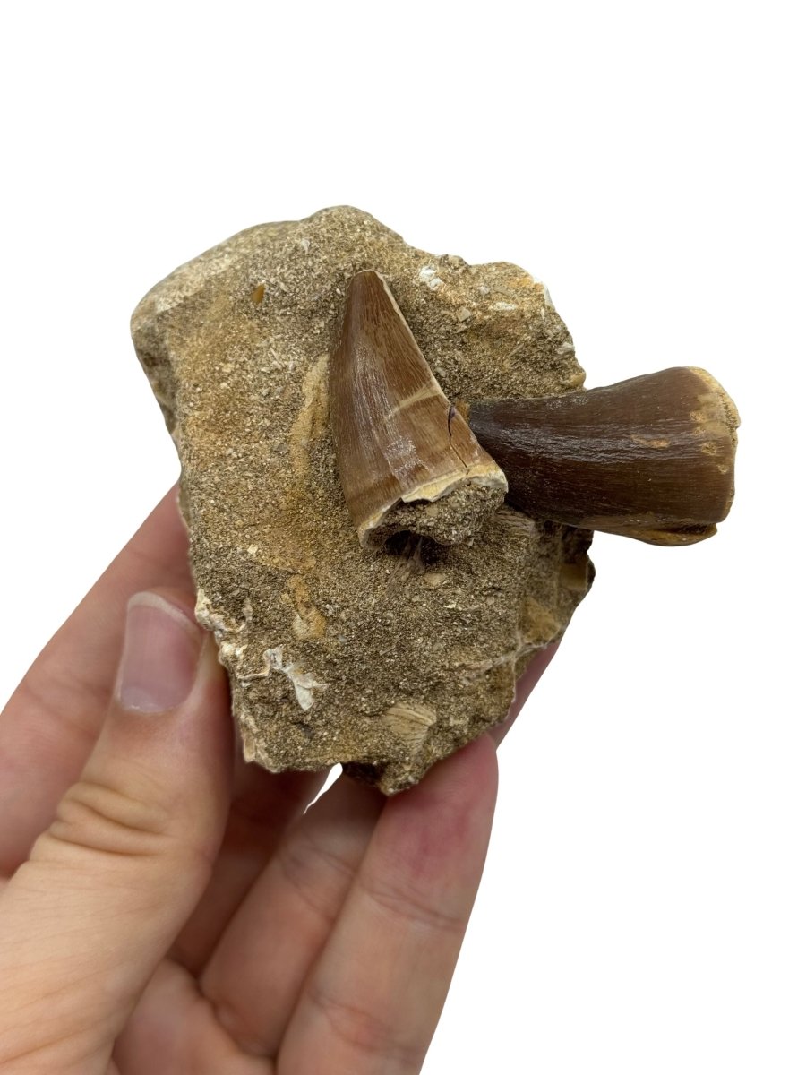 Two Mosasaur Teeth on Matrix – Morocco, Late Cretaceous (01) - FossilsAndMore
