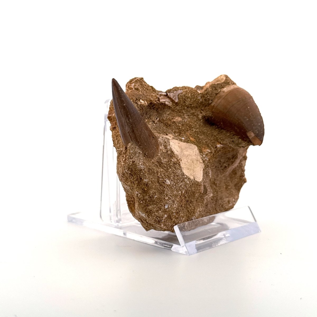 Two Mosasaur Teeth on Matrix – Morocco, Late Cretaceous (02) - FossilsAndMore