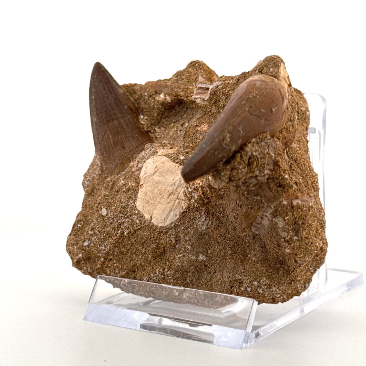 Two Mosasaur Teeth on Matrix – Morocco, Late Cretaceous (02) - FossilsAndMore