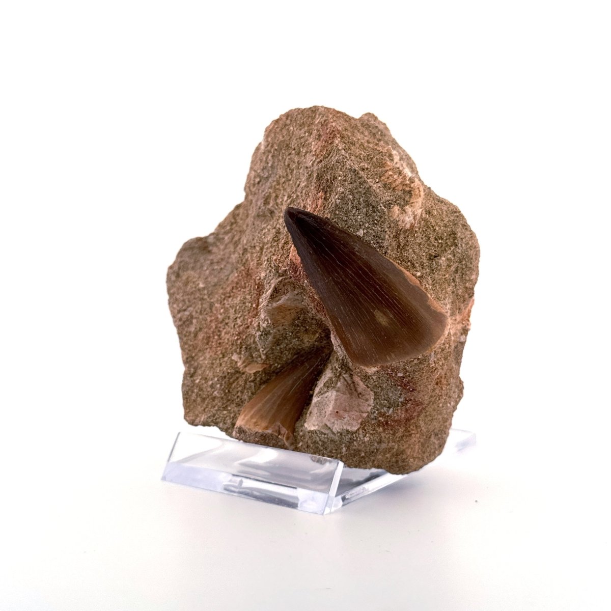 Two Mosasaur Teeth on Matrix – Morocco, Late Cretaceous (03) - FossilsAndMore