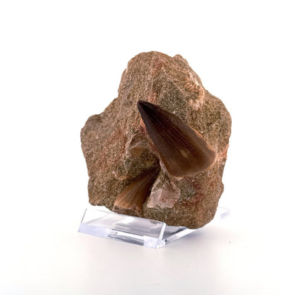 Two Mosasaur Teeth on Matrix – Morocco, Late Cretaceous (03) - FossilsAndMore