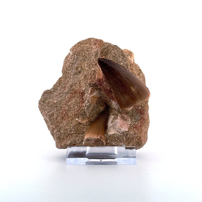 Two Mosasaur Teeth on Matrix – Morocco, Late Cretaceous (03) - FossilsAndMore