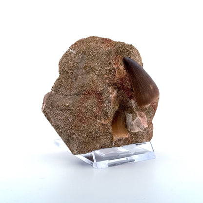 Two Mosasaur Teeth on Matrix – Morocco, Late Cretaceous (03) - FossilsAndMore