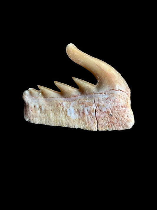 Weltonia ancistrodon Shark Tooth Fossil from Morocco (O001) - FossilsAndMore