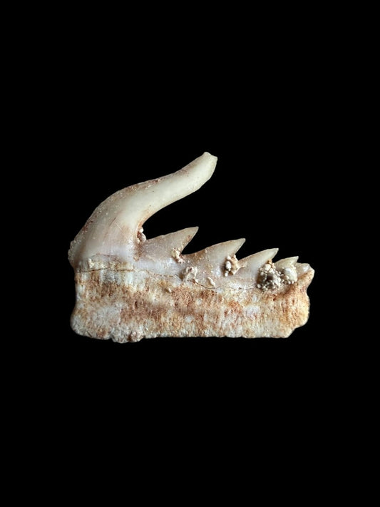 Weltonia ancistrodon Shark Tooth Fossil from Morocco (O003) - FossilsAndMore