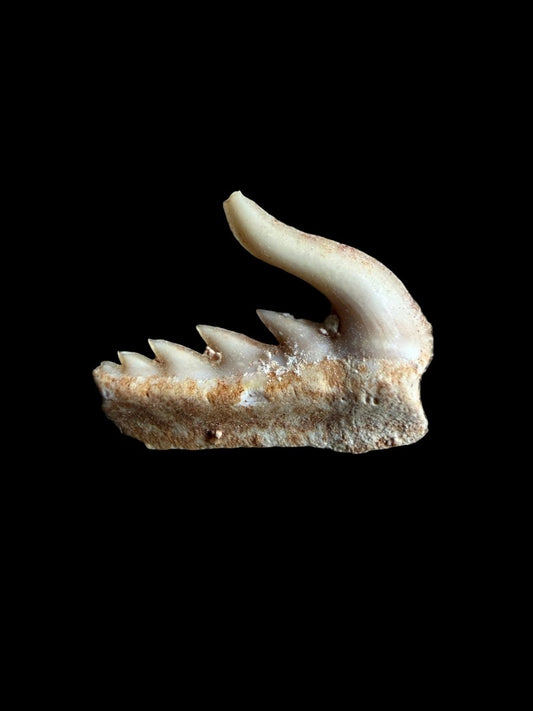 Weltonia ancistrodon Shark Tooth Fossil from Morocco (O003) - FossilsAndMore