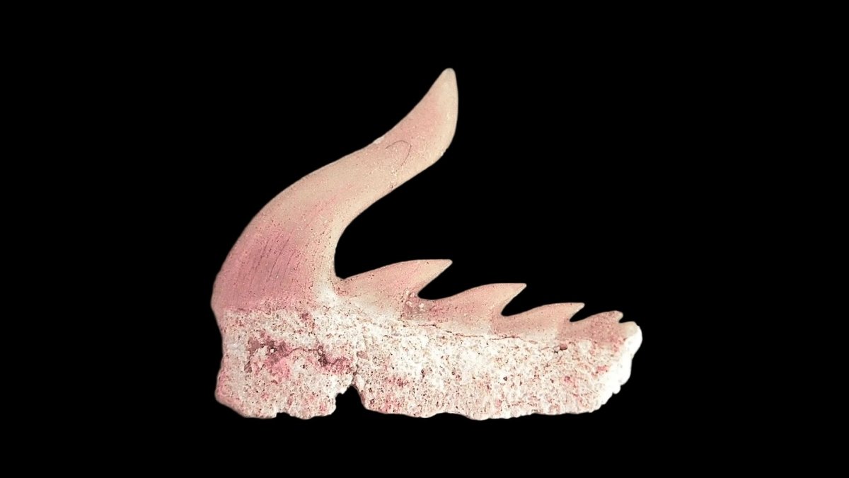 Weltonia ancistrodon shark tooth fossil from Paleocene, Morocco (A004) - FossilsAndMore