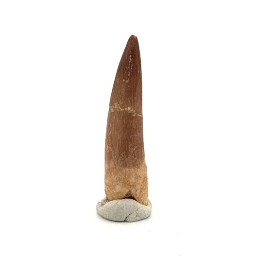 Zarafasaura oceanis Fossil Tooth (1.62") from Morocco - FossilsAndMore