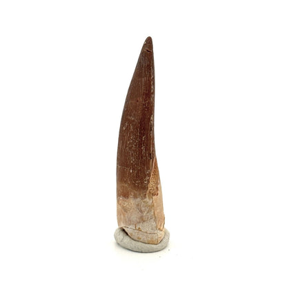 Zarafasaura oceanis Fossil Tooth (2.05") from Morocco - FossilsAndMore