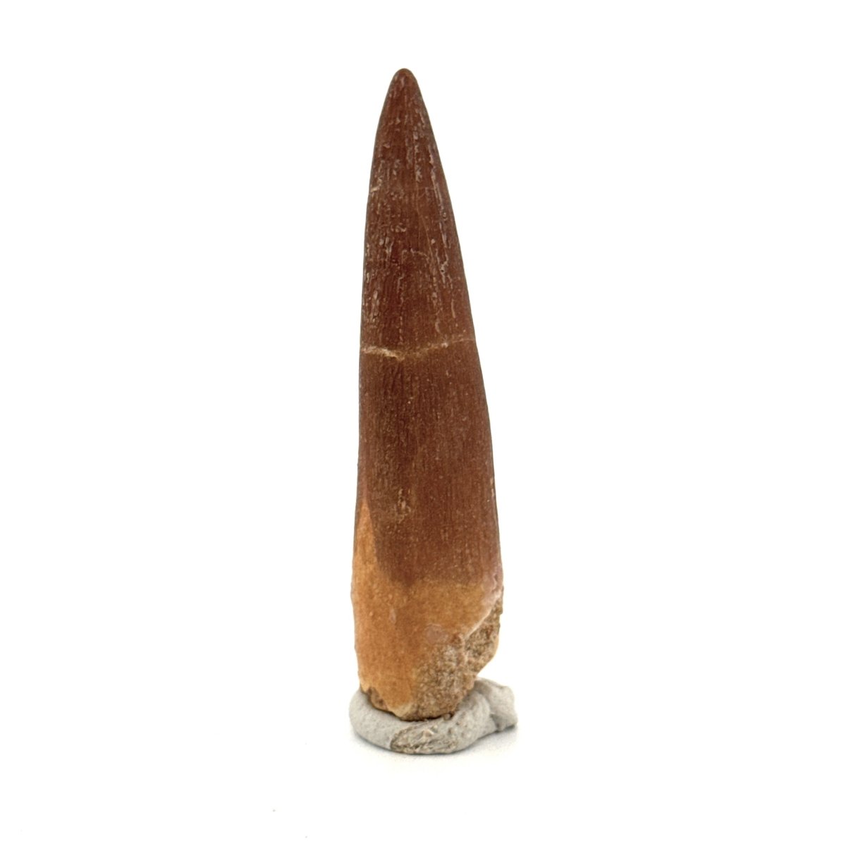 Zarafasaura oceanis Fossil Tooth (2.19") from Morocco - FossilsAndMore
