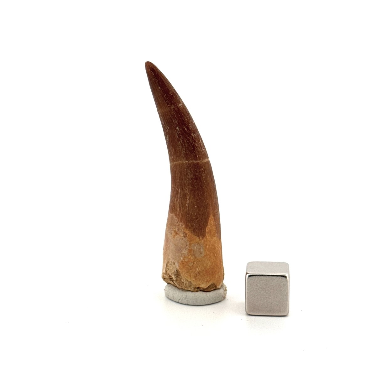 Zarafasaura oceanis Fossil Tooth (2.19") from Morocco - FossilsAndMore