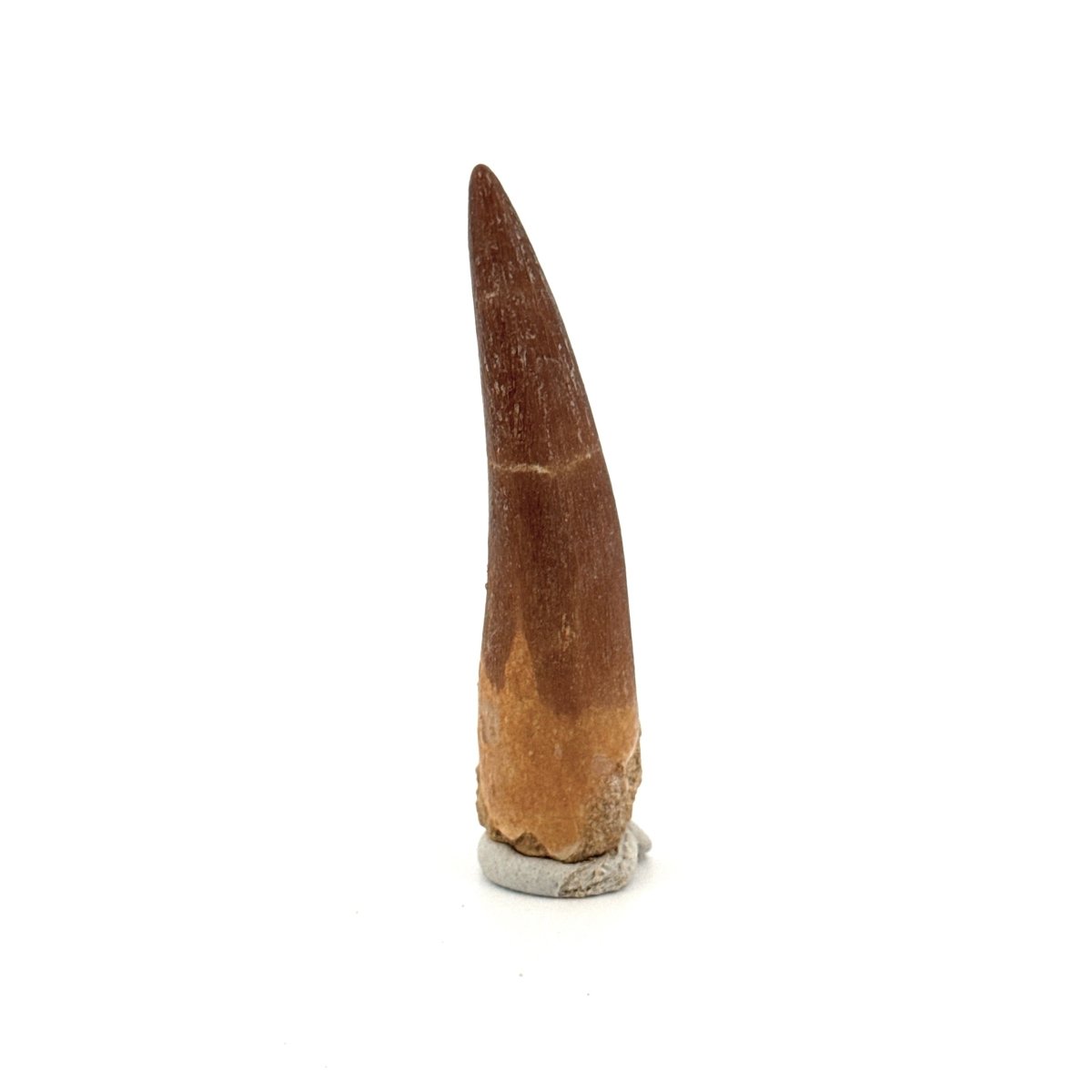 Zarafasaura oceanis Fossil Tooth (2.19") from Morocco - FossilsAndMore