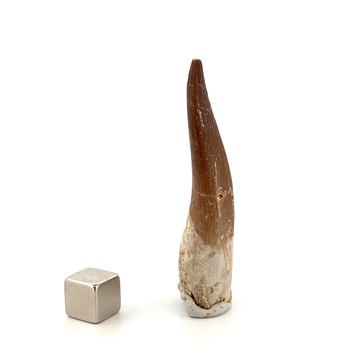 Zarafasaura Oceanis Fossil Tooth (2.37") from Morocco - FossilsAndMore
