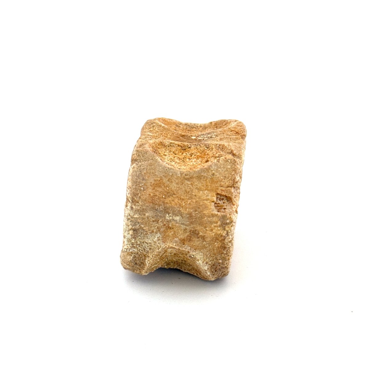 Zarafasaura Oceanis Fossil Vertebra (1.82"), Plesiosaur species – Cretaceous, Morocco - FossilsAndMore