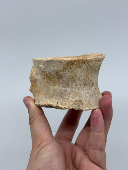 Zarafasaura oceanis Fossil Vertebra (3.74"), Plesiosaur species from Morocco - FossilsAndMore