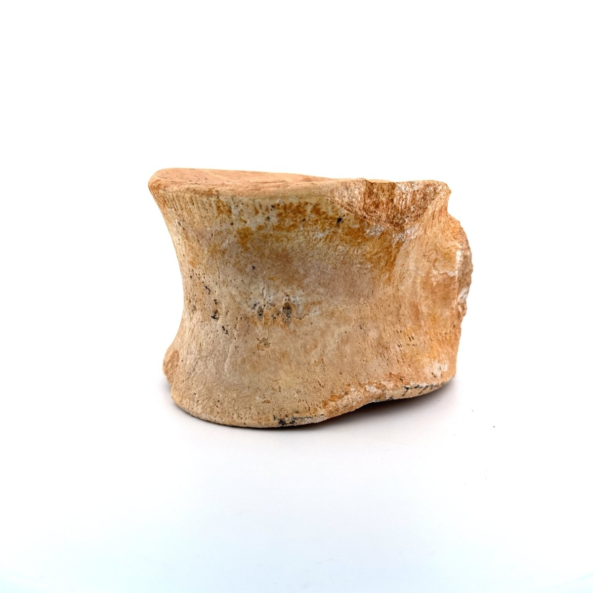 Zarafasaura oceanis Fossil Vertebra (3.74"), Plesiosaur species from Morocco - FossilsAndMore