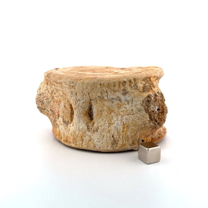 Zarafasaura oceanis Fossil Vertebra (3.85"), Plesiosaur species from Morocco - FossilsAndMore