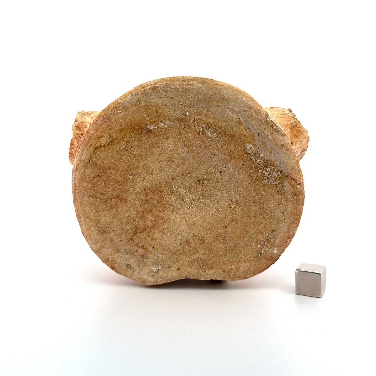 Zarafasaura oceanis Fossil Vertebra (3.85"), Plesiosaur species from Morocco - FossilsAndMore