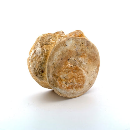 Zarafasaura oceanis Fossil Vertebra (3.94"), Plesiosaur species from Morocco - FossilsAndMore