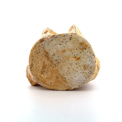 Zarafasaura oceanis Fossil Vertebra (3.96"), Plesiosaur species from Morocco - FossilsAndMore