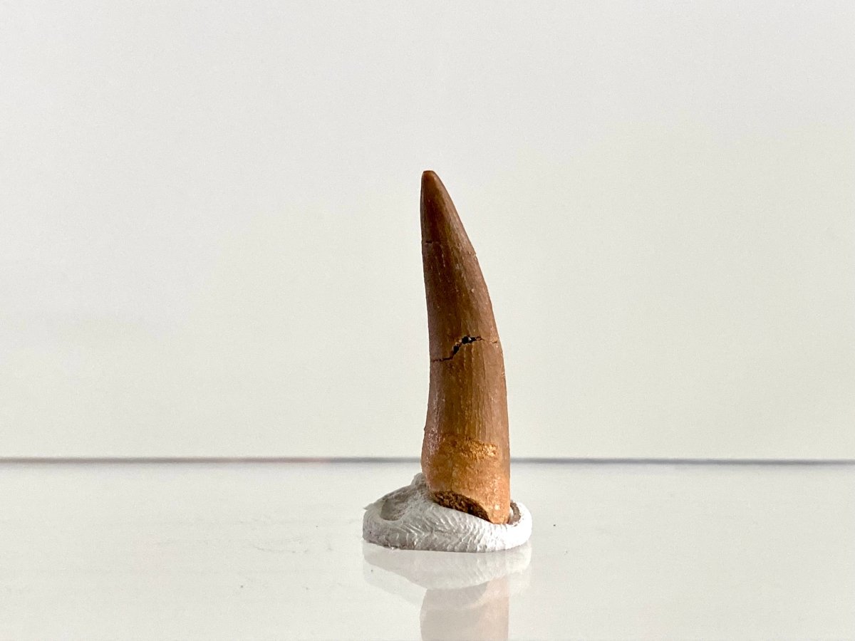Zarafasaurus Fossil Tooth (1.38") – Plesiosaur species, Cretaceous Period, Morocco - FossilsAndMore