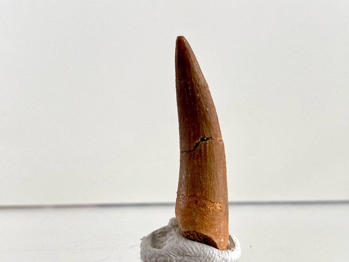 Zarafasaurus Fossil Tooth (1.38") – Plesiosaur species, Cretaceous Period, Morocco - FossilsAndMore