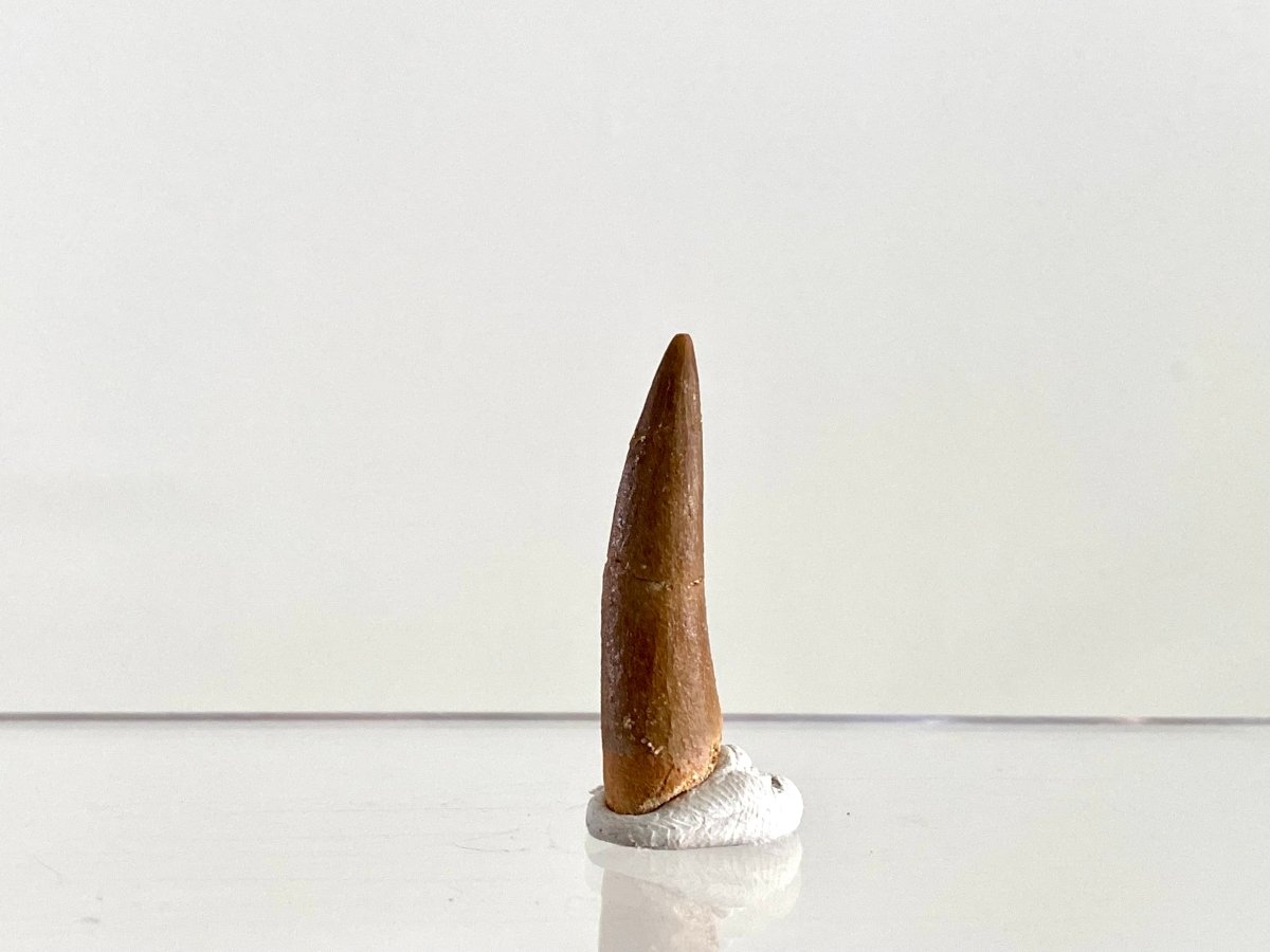 Zarafasaurus Fossil Tooth (1.38") – Plesiosaur species, Cretaceous Period, Morocco - FossilsAndMore