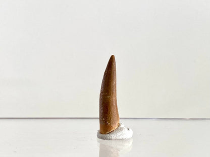 Zarafasaurus Fossil Tooth (1.38") – Plesiosaur species, Cretaceous Period, Morocco - FossilsAndMore