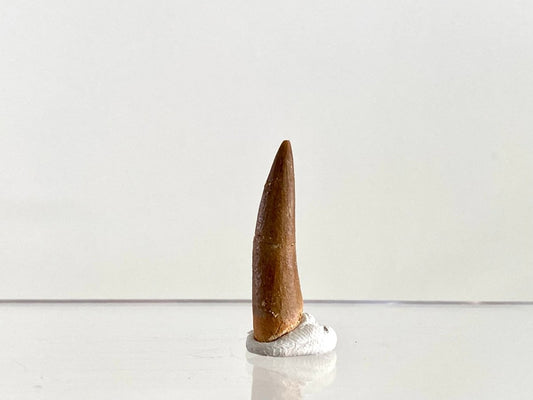 Zarafasaurus Fossil Tooth (1.38") – Plesiosaur species, Cretaceous Period, Morocco - FossilsAndMore