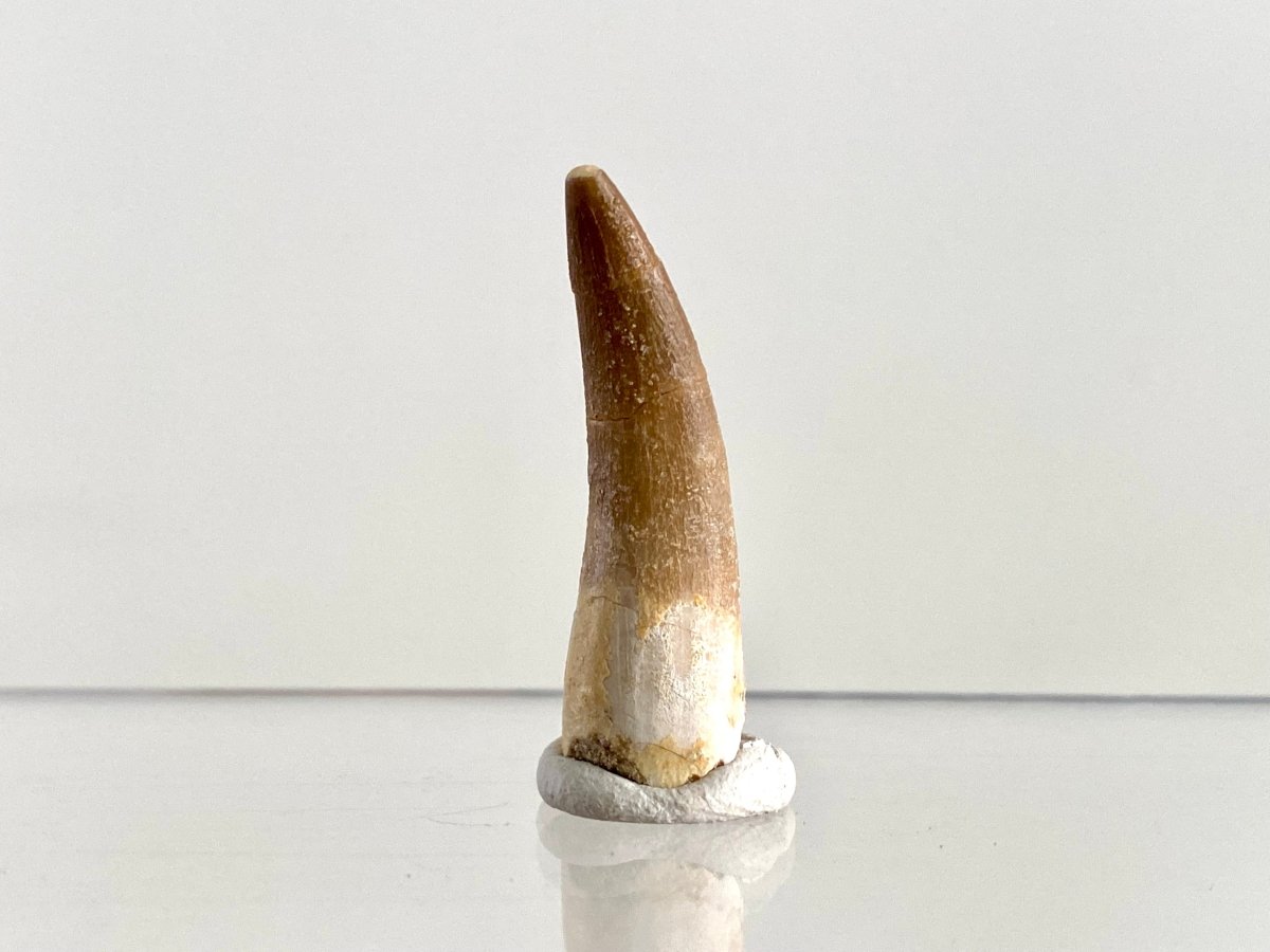 Zarafasaurus Fossil Tooth (1.47") – Plesiosaur species, Cretaceous Period, Morocco - FossilsAndMore