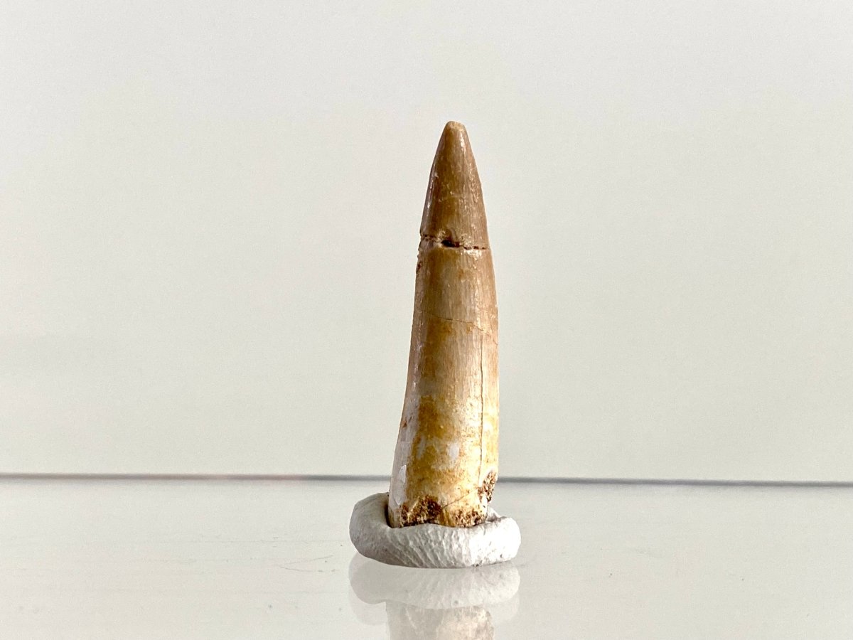 Zarafasaurus Fossil Tooth (1.51") – Plesiosaur species, Cretaceous Period, Morocco - FossilsAndMore