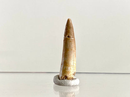 Zarafasaurus Fossil Tooth (1.51") – Plesiosaur species, Cretaceous Period, Morocco - FossilsAndMore