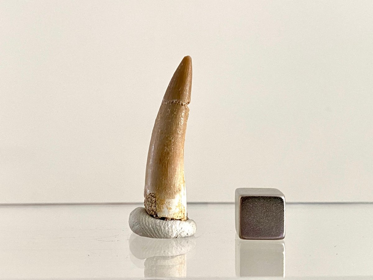 Zarafasaurus Fossil Tooth (1.51") – Plesiosaur species, Cretaceous Period, Morocco - FossilsAndMore